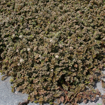 Blaugrünes Stachelnüßchen -  Acaena microphylla Kupferteppich 
