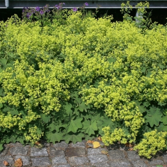 Frauenmantel Alchemilla - mollis 