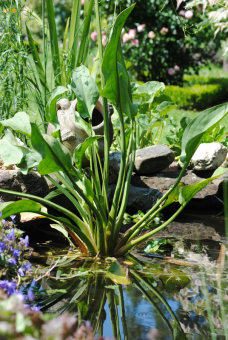 gemeiner Froschlöffel Alisma plantago-aquatica 