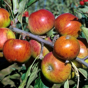 Apfelbaum Coxs Orange Pippin 