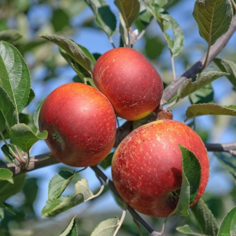 Apfelbaum Ingrid Marie Malus 