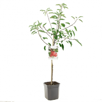 Apfelbaum Malus dom. Braeburn Baum 