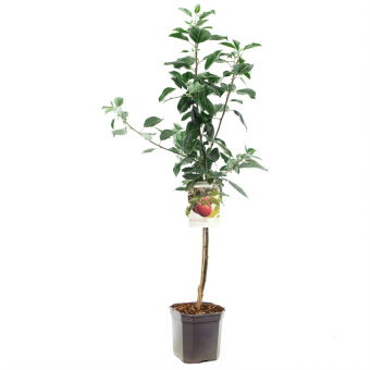 Apfelbaum Malus dom. Cox's Orange P. Baum online kaufen