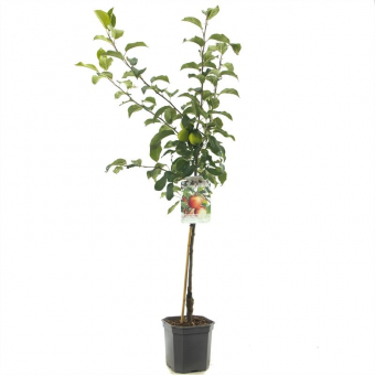 Apfelbaum Malus dom. Delcorf Baum online kaufen