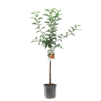 Apfelbaum Malus dom. Gala Baum online kaufen