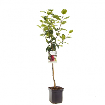 Apfelbaum Malus dom. Gloster Baum online kaufen