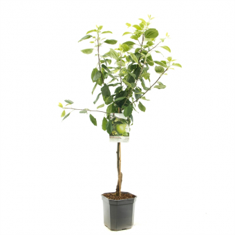 Apfelbaum Malus dom. Granny Smith Baum online kaufen