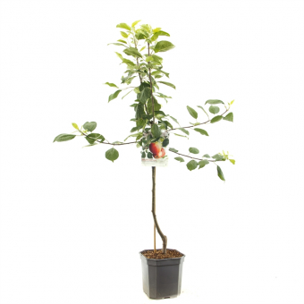 Apfelbaum Malus dom. James Grieve Baum online kaufen