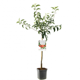 Apfelbaum Malus dom. Rote Boskoop Baum online kaufen