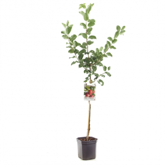 Apfelbaum Malus dom. Sterappel Baum online kaufen