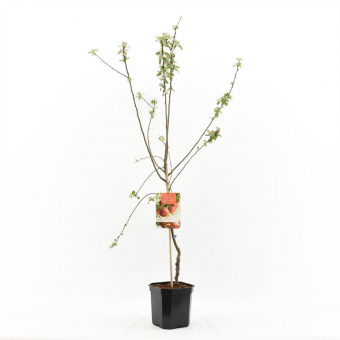 Apfelbaum Malus dom. Zoete Ermgaard Baum online kaufen