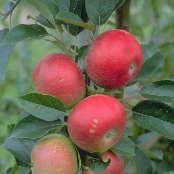 Apfelbaum Sommerapfel 'Discovery' Malus 