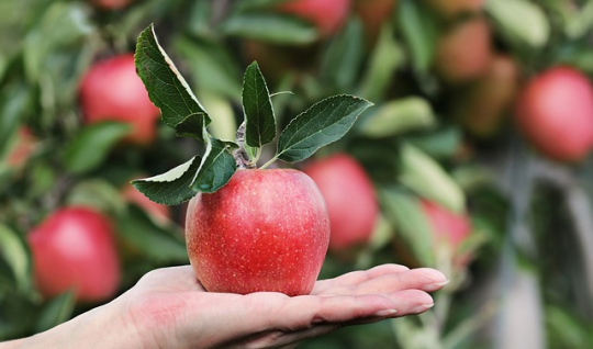 Apfelbaum Sommerapfel 'Katja' Malus 
