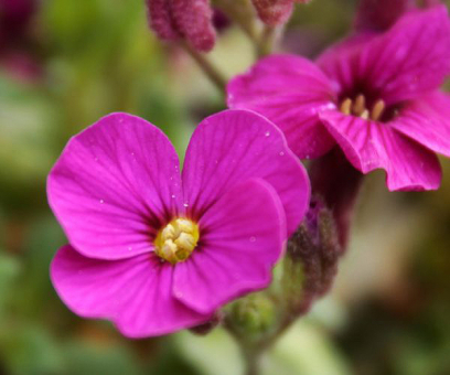 Blaukissen Aubrieta - x cultorum 'Bressingham Red' 