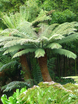 Australischer Taschenfarn Dicksonia antartica 