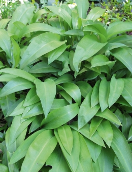 Bärlauch, Waldknoblauch Allium ursinum Gismo 