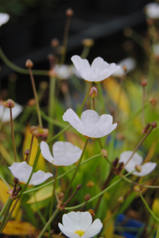 Igelschlauch Baldellia ranunculoides 