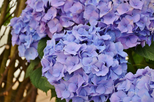 Ballhortensie Bodensee - Hydrangea macrophylla 