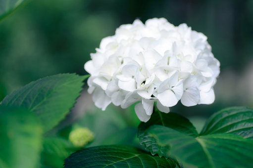 Bauernhortensie  Snowball - Hydrangea macrophylla 