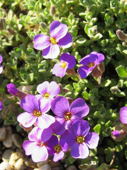 Blaukissen Aubrieta - x cultorum 'Blaumeise'*** 