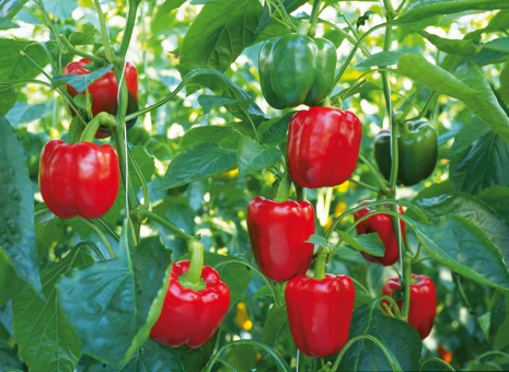 Block-Paprika Bontempi im 10 cm Topf 