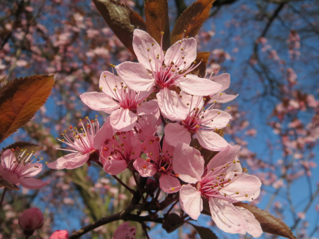 Blutpflaume Nigra - Prunus cerasifera Nigra 