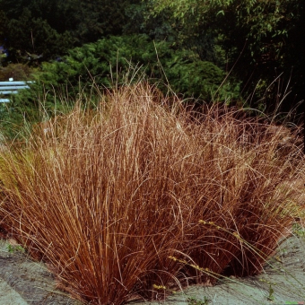 Carex  ( Segge ) - buchananii 