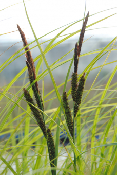 schmale Sumpfsegge Carex gracilis 