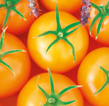 Carotin-Tomate Starlias ® Orange Bolzano veredelt im 12 cm Topf F1 