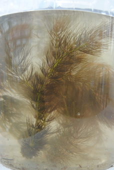 Hornkraut Ceratophyllum demersum 