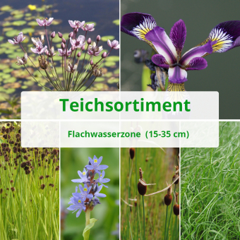 6 er Sortiment Flachwasserzone (15 - 35 cm) 