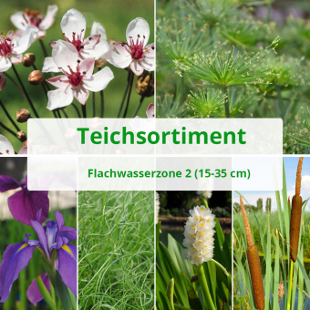 6 er Sortiment Flachwasserzone 2 (15 - 35 cm) 