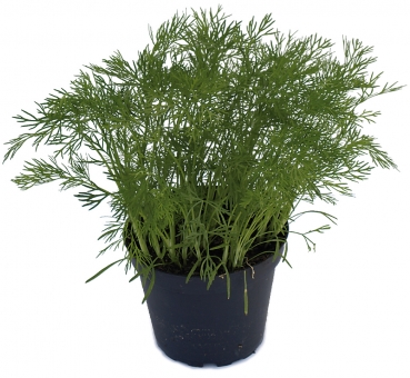 Dill Anethum graveloens Ella 