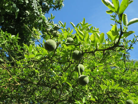 Dreiblättrige Orange Poncirus trifoliata 