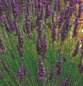 Duft - Lavendel Lavendula angustifolia Grosso 