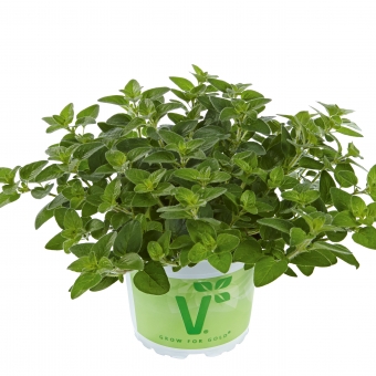 Echter Oregano - Staudenmajoran Origanum vulgare Margeritha 