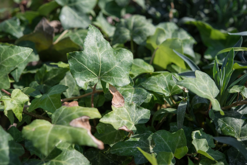 Efeu Hedera helix 