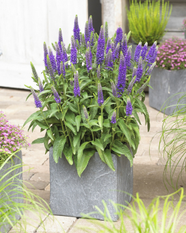 Ehrenpreis Veronica  - spicata Ulster Dwarf blue 