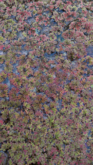 Feenmoos Azolla mexicana 