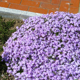 Flammenblume Phlox - subulata Emerald Cushion Blue 