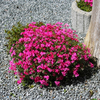 Flammenblume Phlox - subulata Scarlet Flame 
