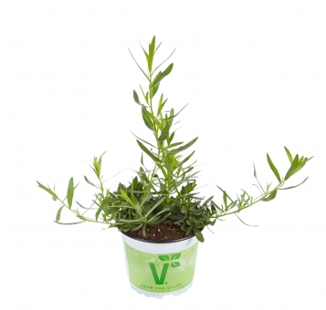 Französischer Estragon Artemisia dracunculus Pfefferkorn 