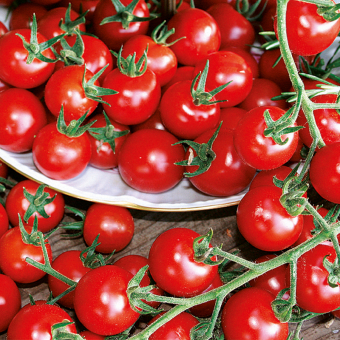 Freiland- Cherrytomate Philovita im 10 cm Topf 