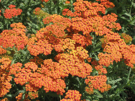 Garten-Schafgarbe Achillea - millefolium Terracotta 