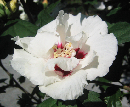 Garteneibisch China Chiffon ® - Hibiscus syriacus 