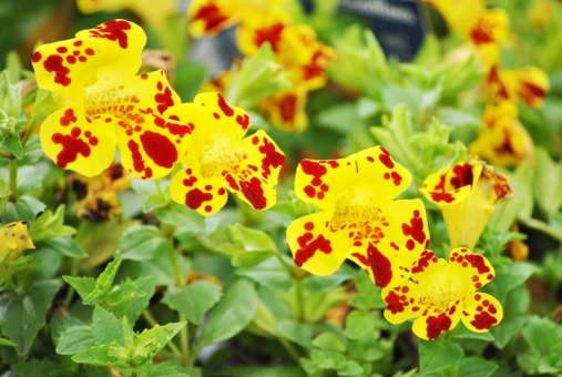 Gauklerblume gefleckt Mimulus luteus Grandiflora 