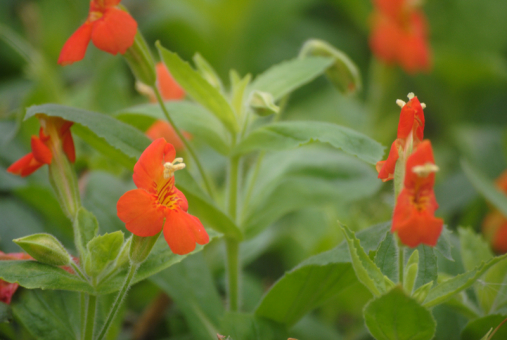 Gauklerblume rot-orange Mimulus cardinales 