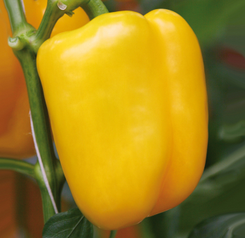 Gelber Blockpaprika Beluga® Yellow im 11 cm Topf 