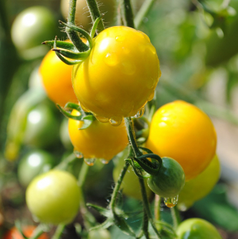 Gelbfruchttomate Lycopersicon esculentum Goldene Königin 
