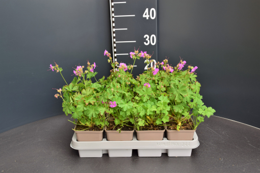 Storchschnabel Geranium macrorrhizum Spessart 
